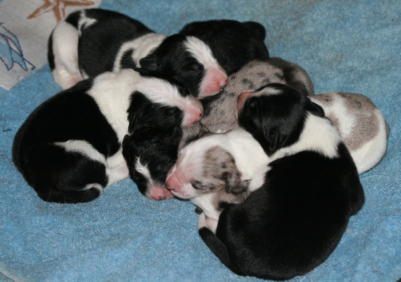 von Lieblingen - Border Collie - Portée née le 10/02/2014